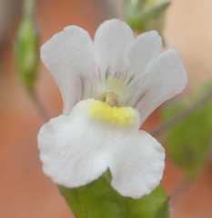 Nemesia petiolina