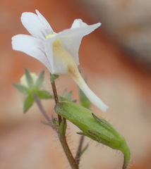 Nemesia petiolina