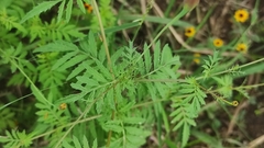Tagetes lunulata