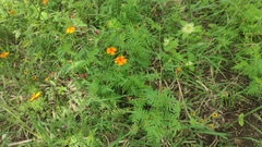 Tagetes lunulata