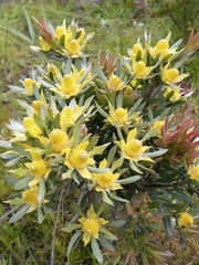 Leucadendron floridum