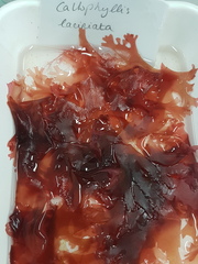 Metacallophyllis laciniata