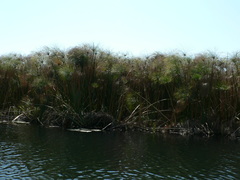 Cyclosorus interruptus