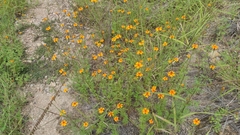 Tagetes lunulata