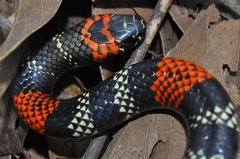 Micrurus altirostris