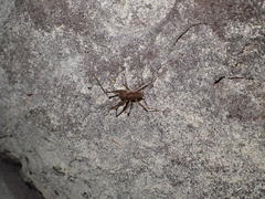 Spelaeiacris tabulae