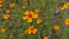 Tagetes lunulata