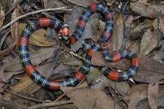 Micrurus altirostris
