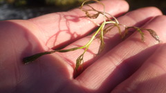Ranunculus confervoides