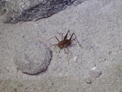 Spelaeiacris tabulae