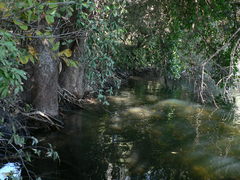 Philenoptera violacea