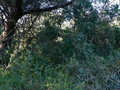 Aspilia mossambicensis