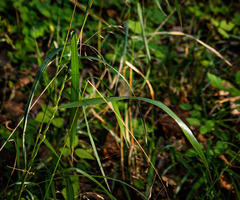 Bromus nottowayanus