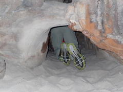 Spelaeiacris tabulae