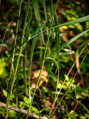 Bromus nottowayanus