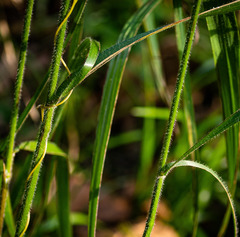 Bromus nottowayanus
