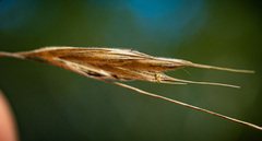 Bromus nottowayanus
