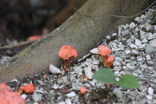 Cantharellaceae image