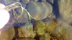 Ranunculus confervoides