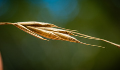Bromus nottowayanus