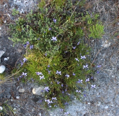 Viola decumbens decumbens