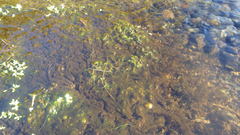 Ranunculus confervoides