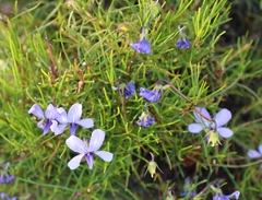 Viola decumbens decumbens
