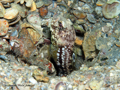 Spotfin Jawfish photo 4