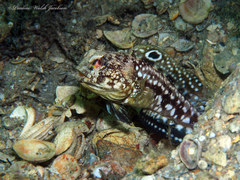 Spotfin Jawfish photo 2
