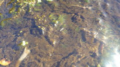 Ranunculus confervoides