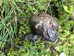 Boletopsis leucomelaena