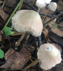 Mycena galericulata
