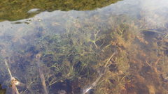 Ranunculus confervoides