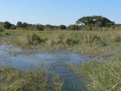 Phragmites australis image