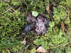 Boletopsis leucomelaena