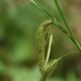Carex gynandra - Photo (c) dogtooth77, μερικά δικαιώματα διατηρούνται (CC BY-NC-SA)