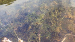 Ranunculus confervoides