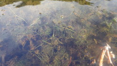 Ranunculus confervoides