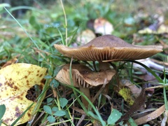 Cortinarius venetus