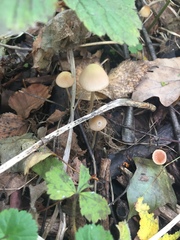 Mycena galericulata