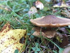 Cortinarius venetus