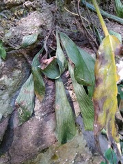 Antrophyum formosanum