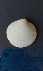 Dosinia exoleta