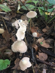 Mycena galericulata