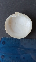 Dosinia exoleta