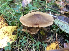Cortinarius venetus