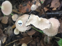 Mycena galericulata