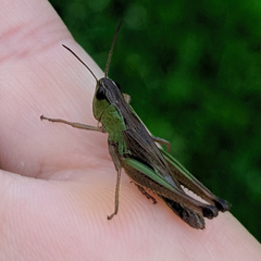 Pseudochorthippus parallelus