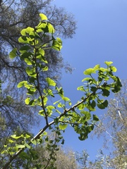 Ginkgo biloba