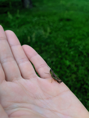 Pseudochorthippus parallelus